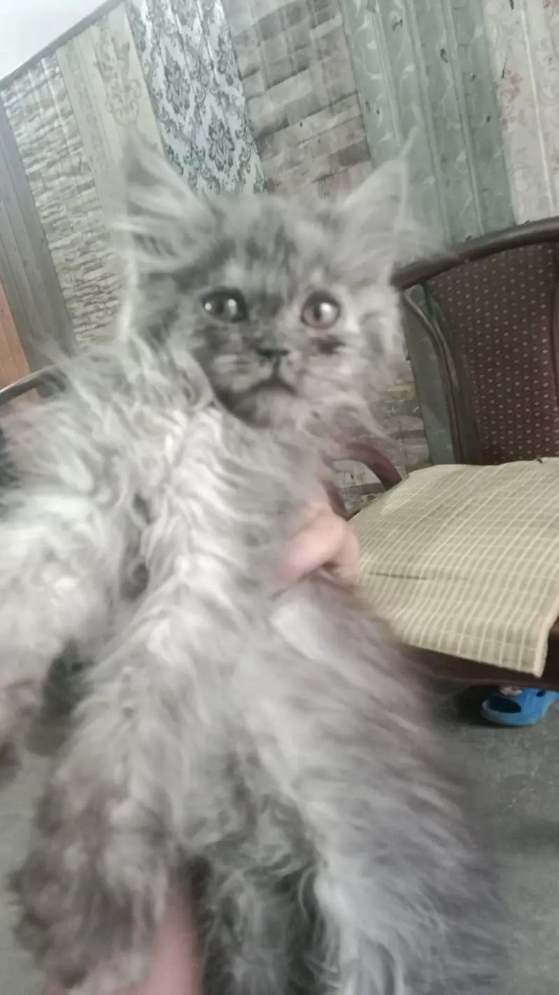 parsian kitten forsale — photo 2