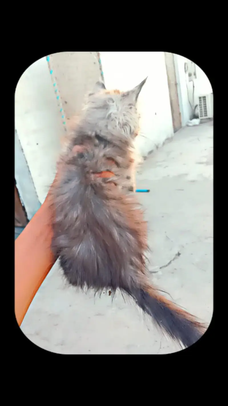 parsian kitten forsale — photo 3