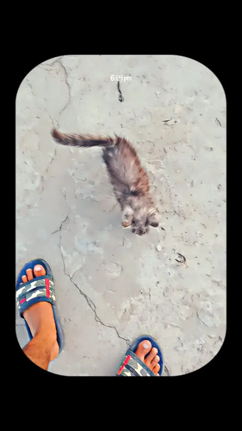 parsian kitten forsale — photo 4