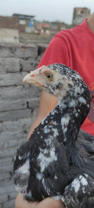 Pure Amroha young Chicken