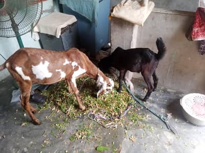 bakri ur bacha dastieab hai