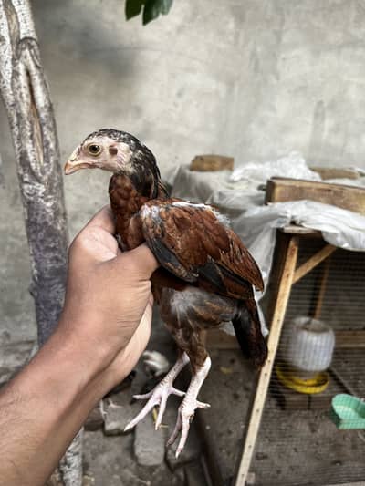 Aseel chicks