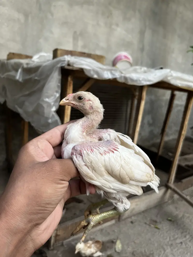 Aseel chicks — photo 2