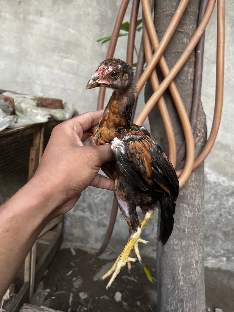 Aseel chicks — photo 3