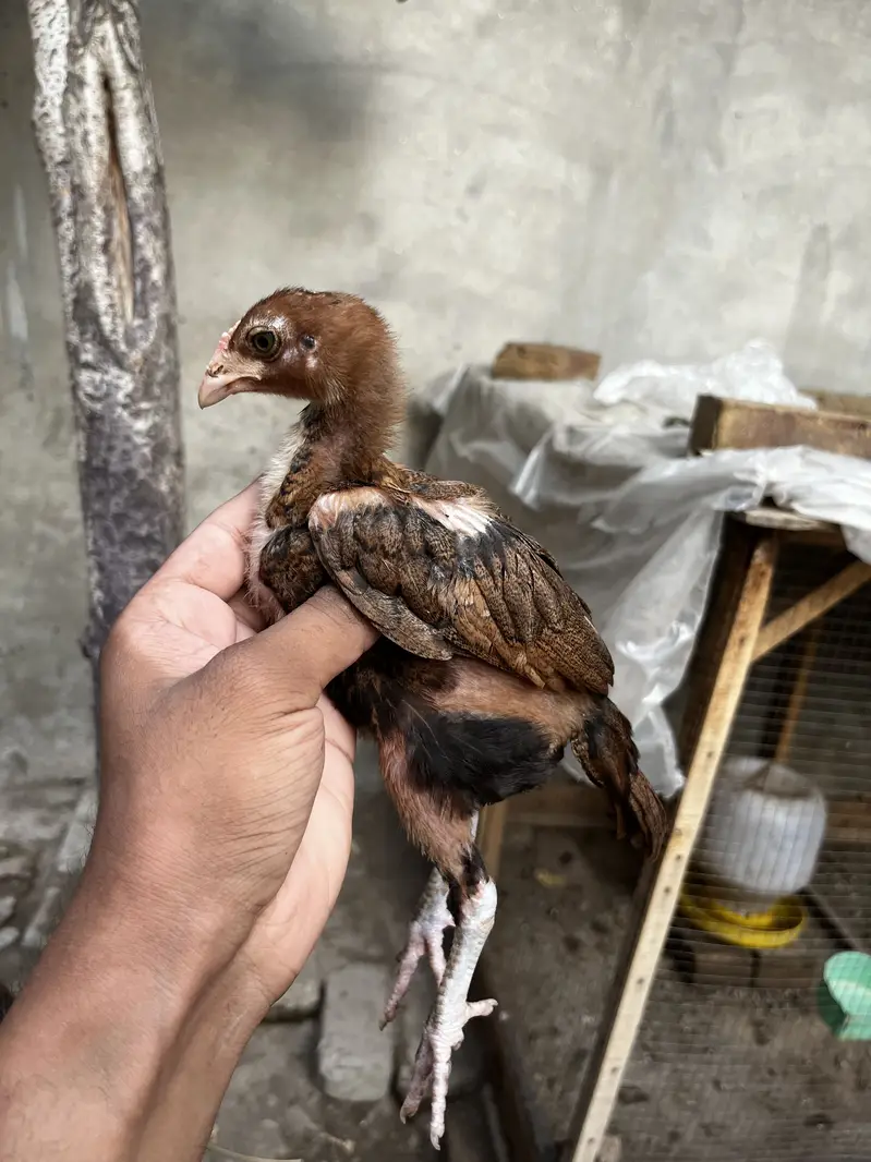 Aseel chicks — photo 4