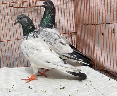 Teddy  bredr pair avil