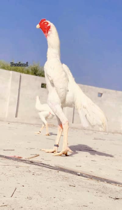 White Shamo lakha shamo chicks for sale