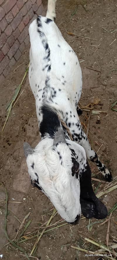 bakra for sale