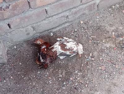 Healthy and very active Aseel pair for sale
