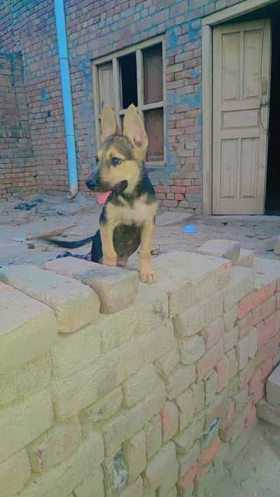 pink nose galtaria ke sath exchange ho jayega