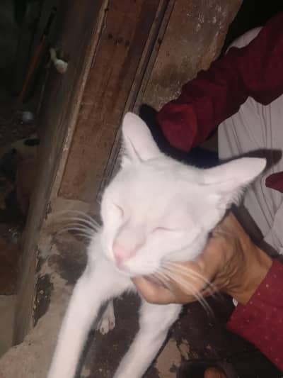 cat for sale