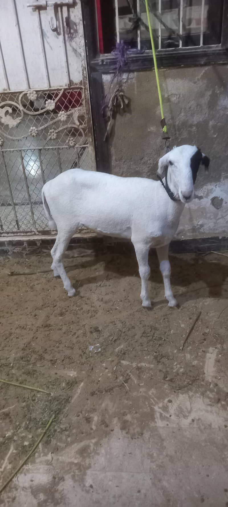 Sheep Mundra 0