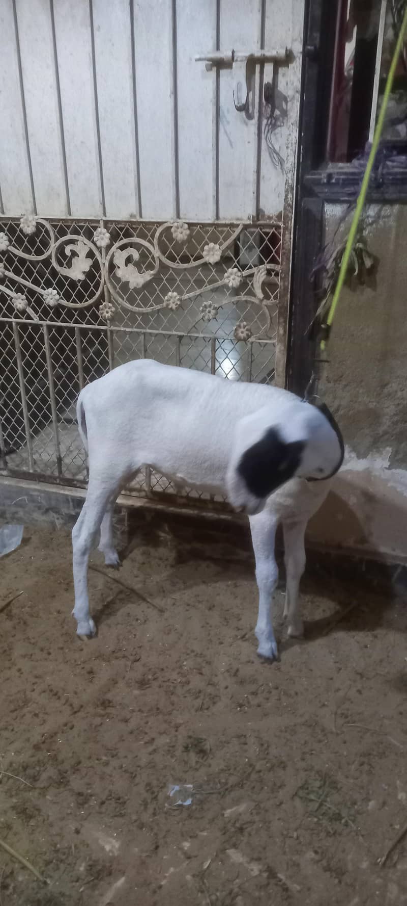 Sheep Mundra 1