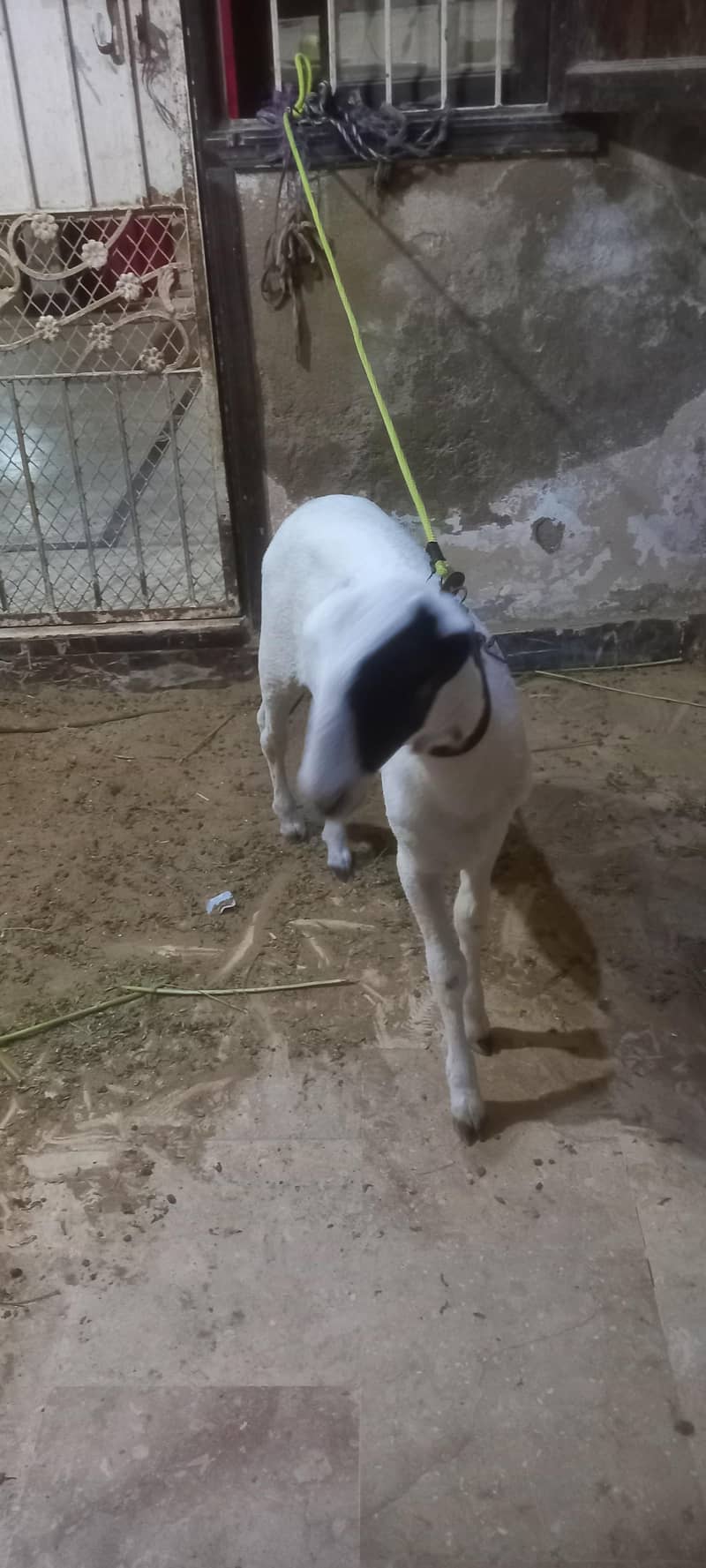 Sheep Mundra 2