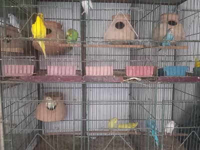 budgies setup