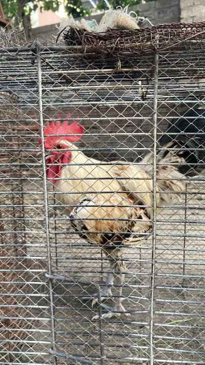 2 CHICKS FOR SALE URGENT