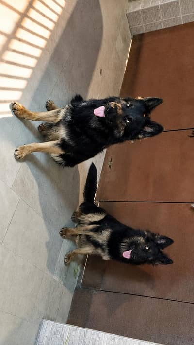 BREEDER LONG COAT GSD
