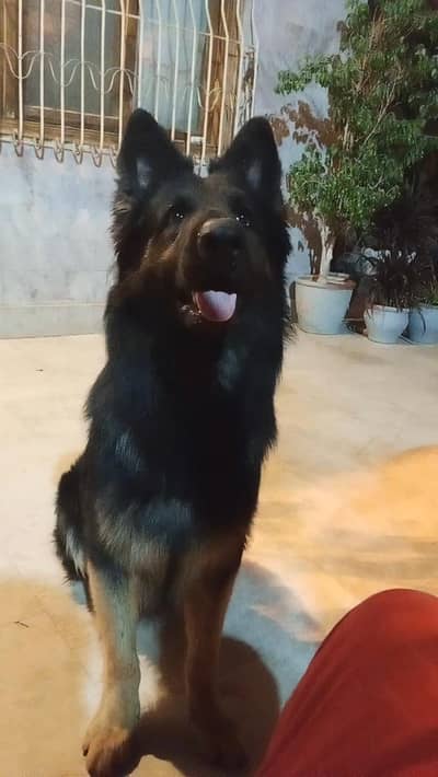 BREEDER PAIR GSD LONG COAT