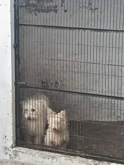 poodle pair for sale