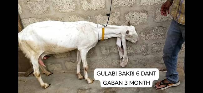 Gulabi Bakri Gaban & Ablak Bakri Doodh Wali