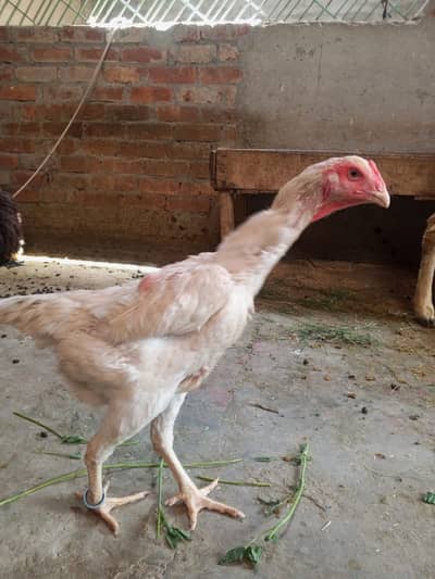 white shamo| king size shamo | german shamo | shamo + 1 female