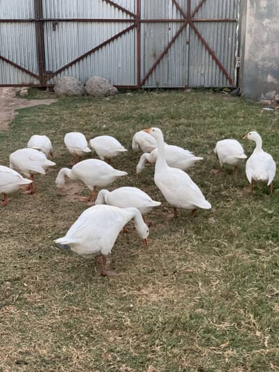 White goose