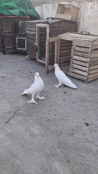 Fancy piegons