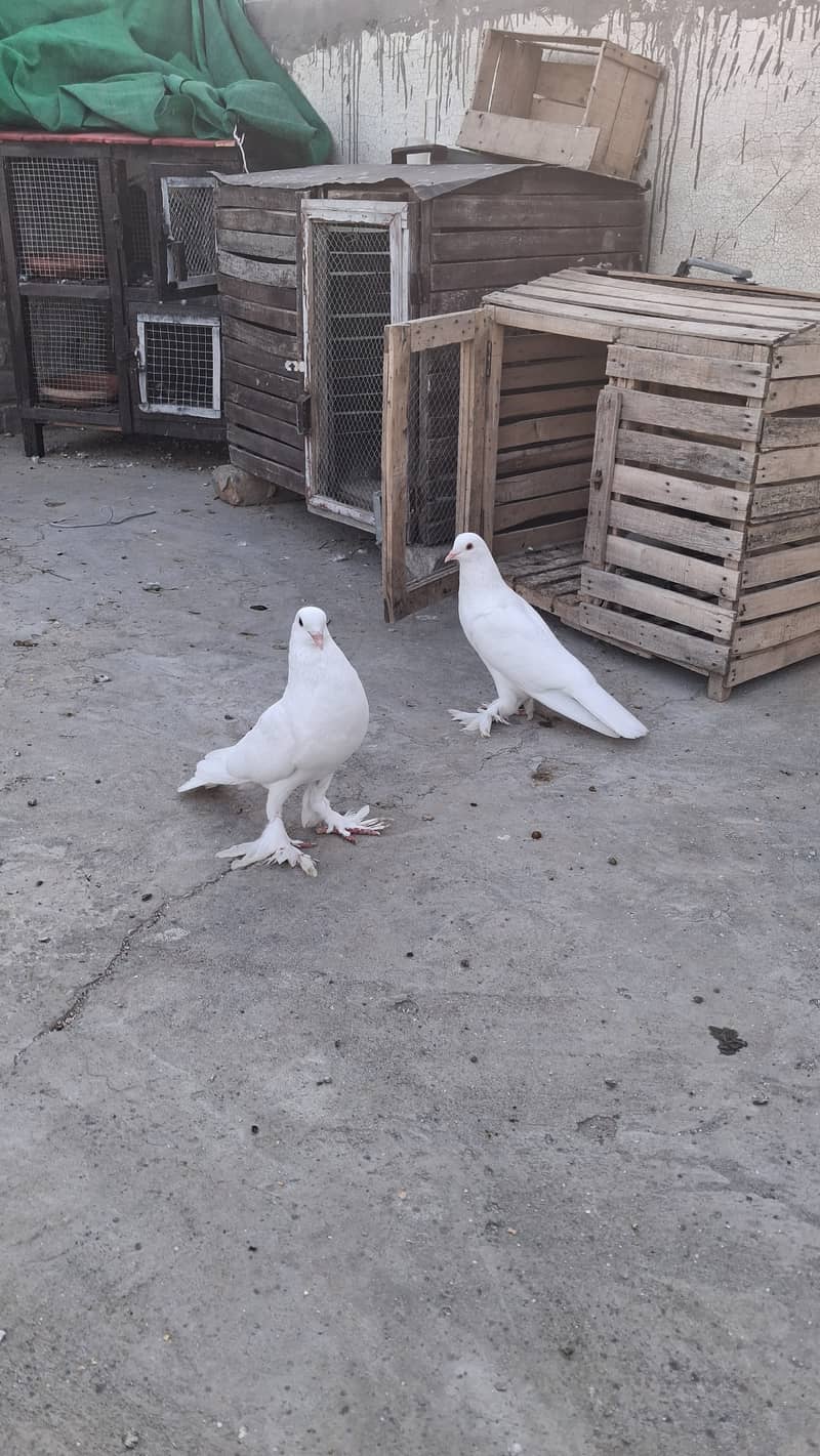 Fancy piegons 0
