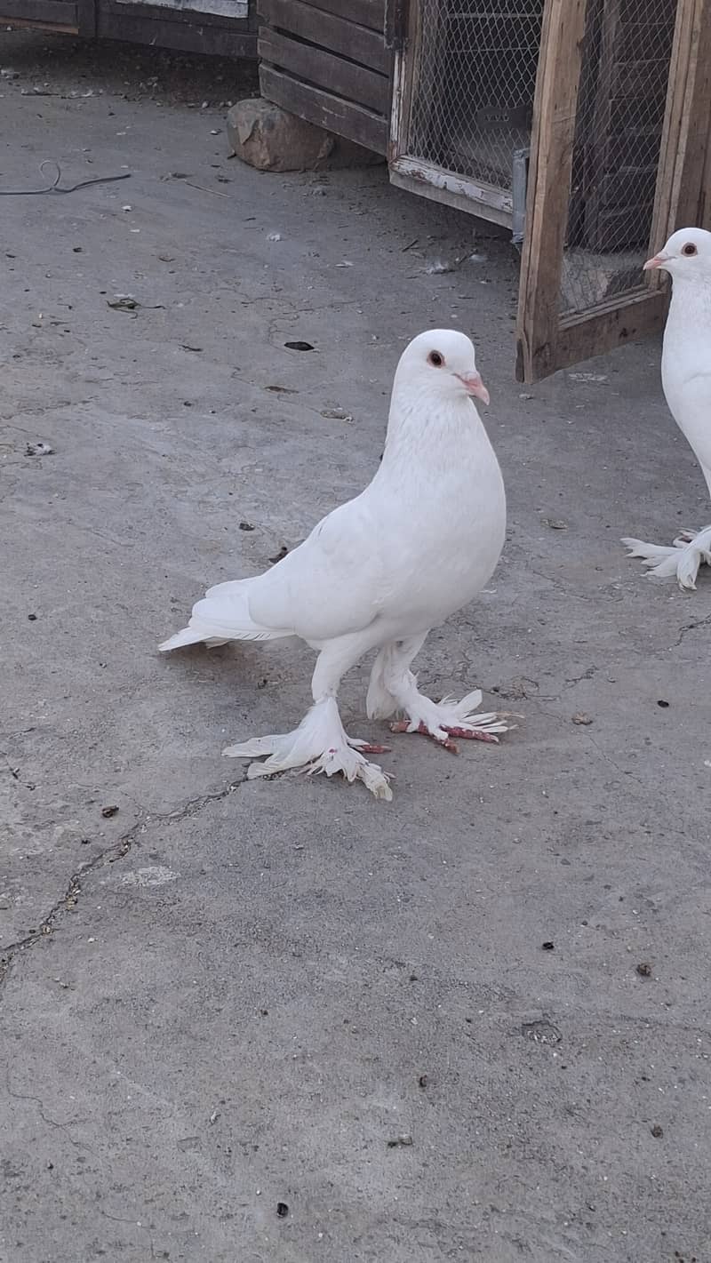 Fancy piegons 1