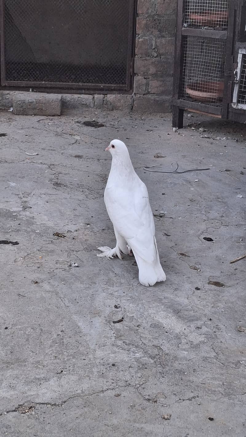 Fancy piegons 2