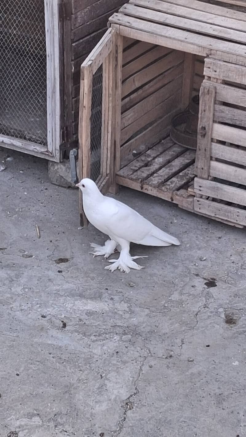 Fancy piegons 3
