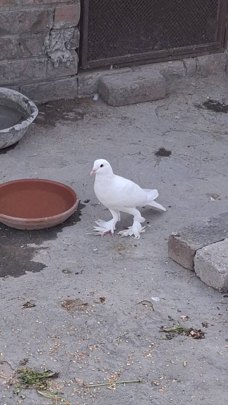 Fancy piegons 4