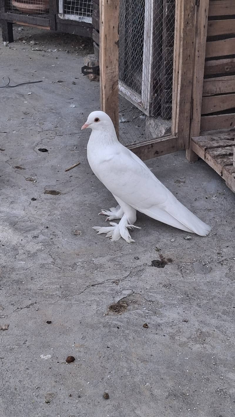 Fancy piegons 5