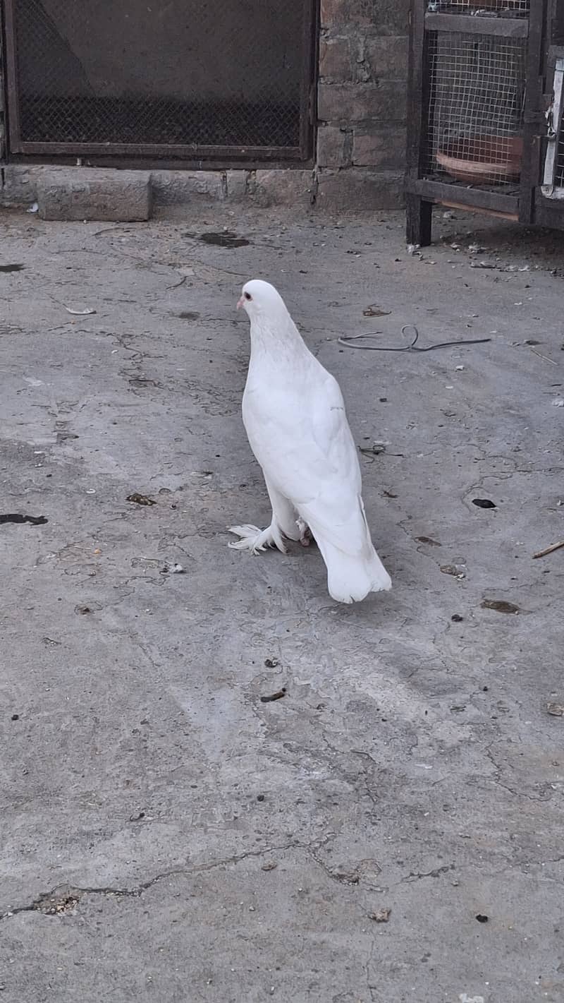 Fancy piegons 6