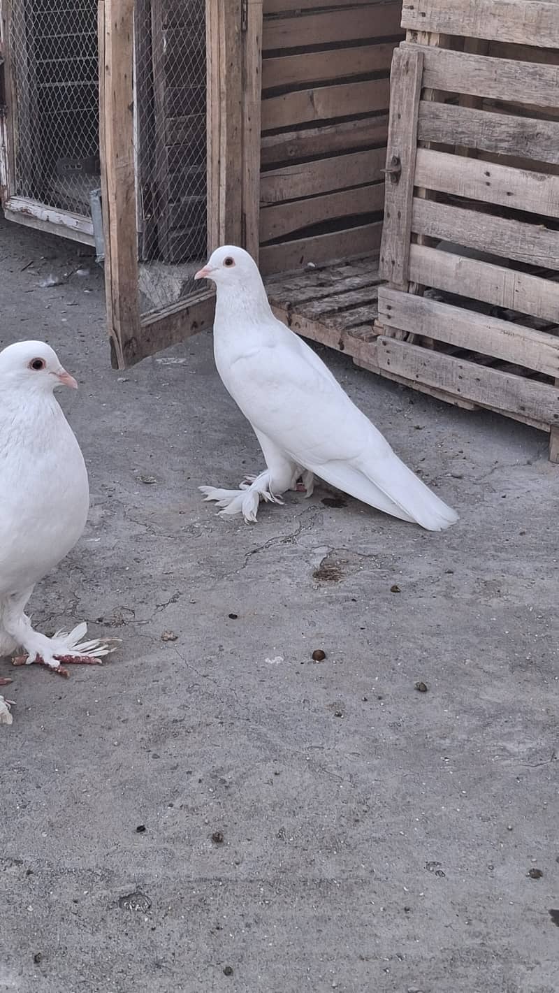 Fancy piegons 7