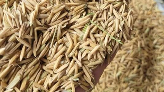 Super Carnal Seed