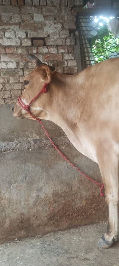 jursy  cow 03006109886