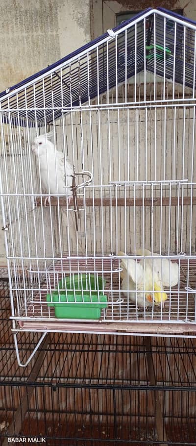 3 breader pair 1 eno male