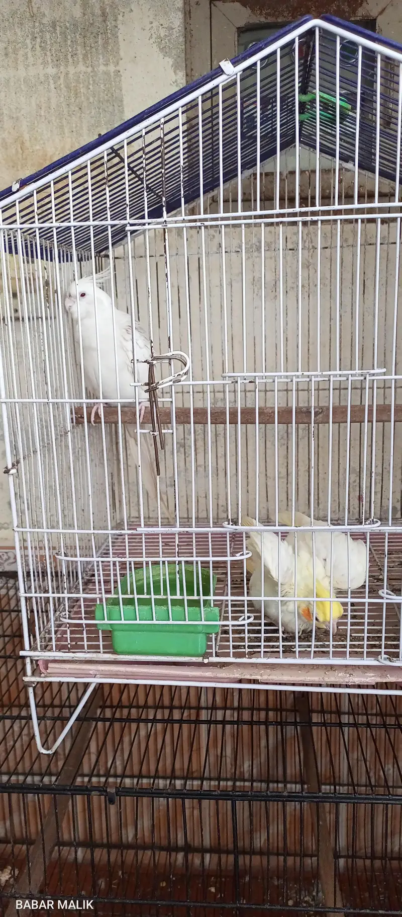 3 breader pair 1 eno male