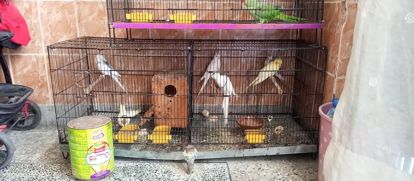 3 breader pair 1 eno male — photo 3