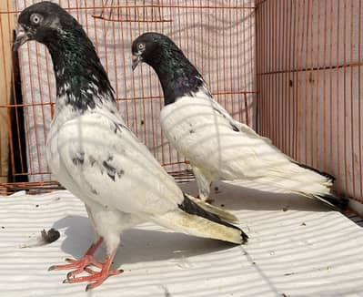 7 bredr jora for sale