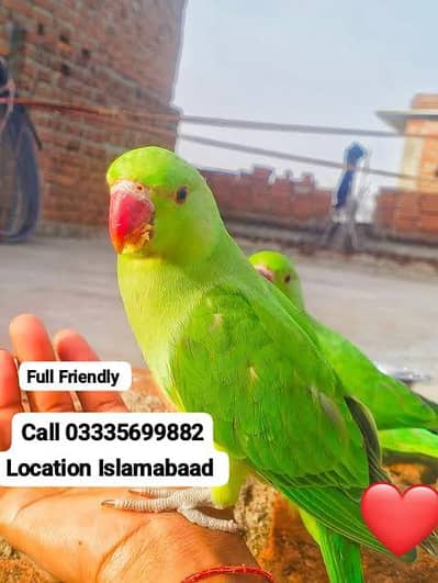 Hand Tamed Full Friendly Green Ring Neck Parrot Jumbo Size