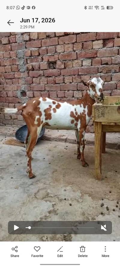 mashallah ji 2 dant barbri path 0324_4080620