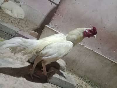Aseel Heera Pair For Sale