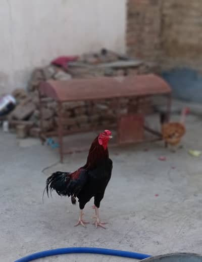 I have one hen for sale