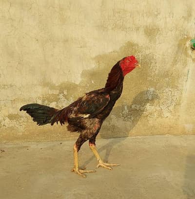 Thai+veit aseel pure blood line