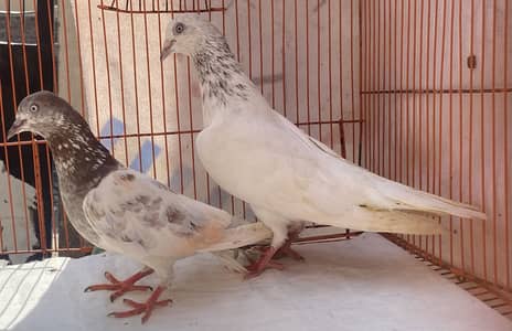 Ghulab Serra bredr pair