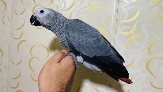 African grey parrot for sale (grey parrot)( macaw) cockatoo
