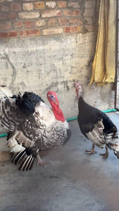 Turkey birds