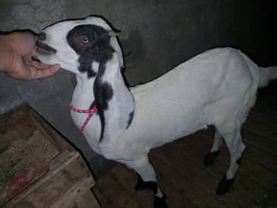 2 beetal desi male kids  for sale in rwp,mohallahrajasultan